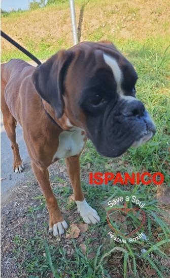 Ispanico boxer puro di 2 anni e mezzo Foto 4